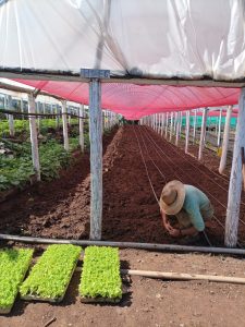 Atividade Laboral com hortifrutigranjeiros de SC é destaque em publicação nacional da SENAPPEN