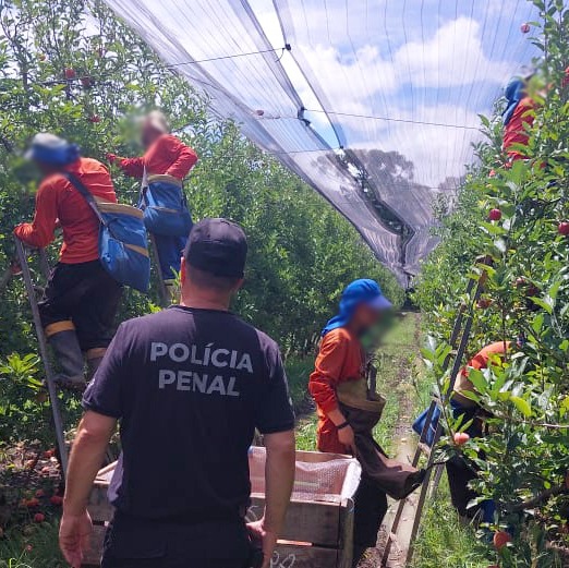 capacitação profissional na fruticultura do Presídio Regional de Lages